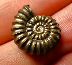Perfect Promicroceras pyritosum ammonite (18 mm)