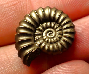 Perfect Promicroceras pyritosum ammonite (18 mm)