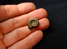 Load image into Gallery viewer, Perfect Promicroceras pyritosum ammonite (18 mm)
