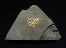 Load image into Gallery viewer, Juvenile green iridescent Caloceras display ammonite fossil 16mm
