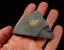 Load image into Gallery viewer, Juvenile green iridescent Caloceras display ammonite fossil 16mm
