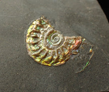 Load image into Gallery viewer, Juvenile green iridescent Caloceras display ammonite fossil 16mm
