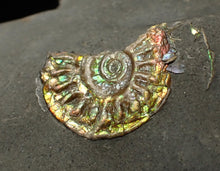 Load image into Gallery viewer, Juvenile green iridescent Caloceras display ammonite fossil 16mm
