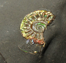 Load image into Gallery viewer, Juvenile green iridescent Caloceras display ammonite fossil 16mm
