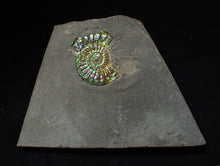 Load image into Gallery viewer, Juvenile green/blue iridescent Caloceras display ammonite fossil 28mm
