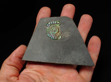 Load image into Gallery viewer, Juvenile green/blue iridescent Caloceras display ammonite fossil 28mm

