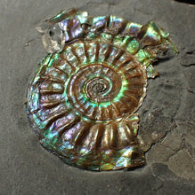 Load image into Gallery viewer, Juvenile green/blue iridescent Caloceras display ammonite fossil 28mm
