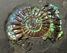 Load image into Gallery viewer, Juvenile green/blue iridescent Caloceras display ammonite fossil 28mm
