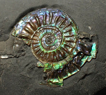 Load image into Gallery viewer, Juvenile green/blue iridescent Caloceras display ammonite fossil 28mm
