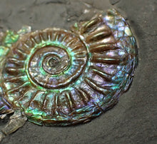 Load image into Gallery viewer, Juvenile green/blue iridescent Caloceras display ammonite fossil 28mm
