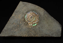 Load image into Gallery viewer, Juvenile green/blue iridescent Caloceras display ammonite fossil 25mm
