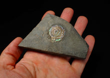 Load image into Gallery viewer, Juvenile green/blue iridescent Caloceras display ammonite fossil 25mm
