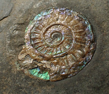 Load image into Gallery viewer, Juvenile green/blue iridescent Caloceras display ammonite fossil 25mm
