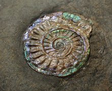 Load image into Gallery viewer, Juvenile green/blue iridescent Caloceras display ammonite fossil 25mm
