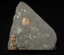 Load image into Gallery viewer, Juvenile iridescent Psiloceras ammonite fossil (16mm)
