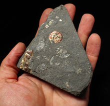 Load image into Gallery viewer, Juvenile iridescent Psiloceras ammonite fossil (16mm)
