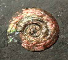 Load image into Gallery viewer, Juvenile iridescent Psiloceras ammonite fossil (16mm)
