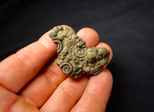 Full pyrite multi-ammonite fossil (46 mm)