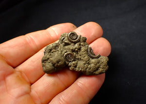 Full pyrite multi-ammonite fossil (46 mm)
