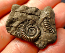 Load image into Gallery viewer, Pyrite multi-ammonite fossil (35 mm)
