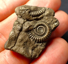 Load image into Gallery viewer, Pyrite multi-ammonite fossil (35 mm)
