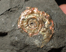 Load image into Gallery viewer, Juvenile iridescent Psiloceras display ammonite fossil 18mm
