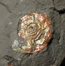 Load image into Gallery viewer, Juvenile iridescent Psiloceras display ammonite fossil 18mm
