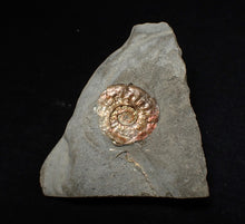 Load image into Gallery viewer, Juvenile iridescent Psiloceras ammonite fossil (17mm)
