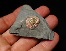 Load image into Gallery viewer, Juvenile iridescent Psiloceras ammonite fossil (17mm)
