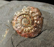 Load image into Gallery viewer, Juvenile iridescent Psiloceras ammonite fossil (17mm)
