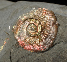 Load image into Gallery viewer, Juvenile iridescent Psiloceras ammonite fossil (17mm)
