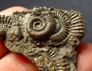 Full pyrite multi-ammonite fossil (43 mm)