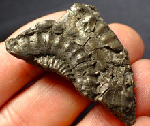 Load image into Gallery viewer, Full pyrite multi-ammonite fossil (43 mm)
