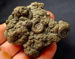 Large, full pyrite multi-ammonite fossil (74 mm)