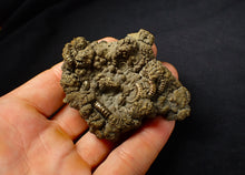 Load image into Gallery viewer, Large, full pyrite multi-ammonite fossil (74 mm)
