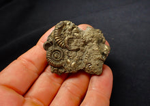 Load image into Gallery viewer, Full pyrite multi-ammonite fossil (47 mm)
