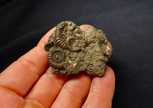 Full pyrite multi-ammonite fossil (47 mm)