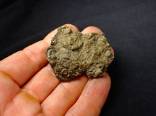 Load image into Gallery viewer, Full pyrite multi-ammonite fossil (47 mm)
