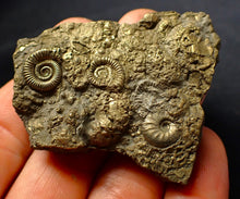 Load image into Gallery viewer, Large, full pyrite multi-ammonite fossil (56 mm)
