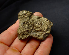 Load image into Gallery viewer, Large, full pyrite multi-ammonite fossil (56 mm)
