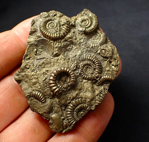 Large, full pyrite multi-ammonite fossil (61 mm)