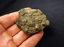 Load image into Gallery viewer, Large, full pyrite multi-ammonite fossil (61 mm)
