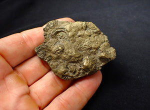 Large, full pyrite multi-ammonite fossil (61 mm)