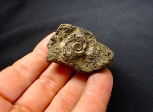 Pyrite Eoderoceras ammonite fossil (48 mm)