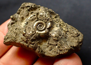 Pyrite Eoderoceras ammonite fossil (48 mm)