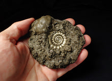 Load image into Gallery viewer, Large pyrite Eoderoceras ammonite (92 mm)
