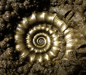 Large pyrite Eoderoceras ammonite (92 mm)