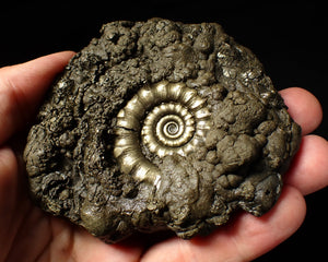 Large pyrite Eoderoceras ammonite (92 mm)