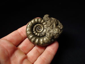 Chunky pyrite Eoderoceras ammonite fossil (60 mm)