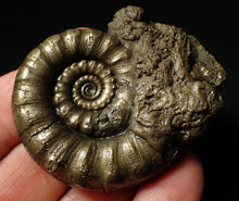 Load image into Gallery viewer, Chunky pyrite Eoderoceras ammonite fossil (60 mm)
